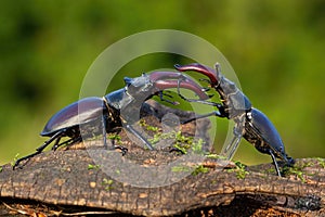 Majestic stag beetles standing against each other ready to fight