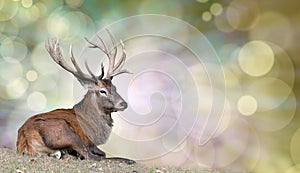Majestic Stag enjoying a peaceful rest