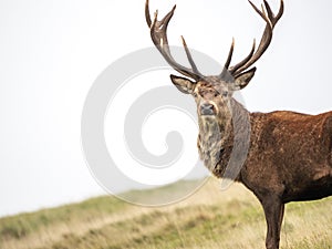 A majestic stag stands alone against a white sky
