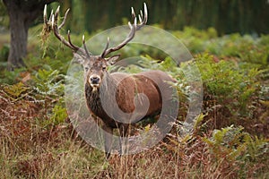 Majestic Stag Wild Red Deer