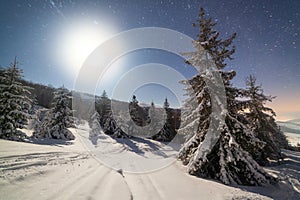 The majestic starry sky over the winter mountain landscape. Night scene. Wonderful tall fir trees with moonlight