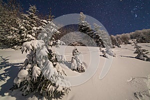 The majestic starry sky over the winter mountain landscape. Night scene. Wonderful tall fir trees with moonlight