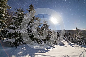 The majestic starry sky over the winter mountain landscape. Night scene. Wonderful tall fir trees with moonlight