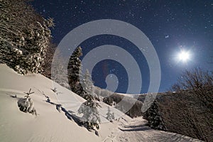 The majestic starry sky over the winter mountain landscape. Night scene. Wonderful tall fir trees with moonlight