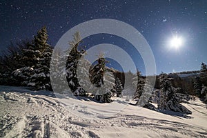 The majestic starry sky over the winter mountain landscape. Night scene. Wonderful tall fir trees with moonlight