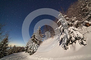 The majestic starry sky over the winter mountain landscape. Night scene. Wonderful tall fir trees with moonlight