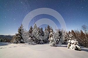 The majestic starry sky over the winter mountain landscape. Night scene. Wonderful tall fir trees with moonlight