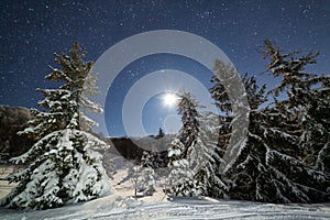 The majestic starry sky over the winter mountain landscape. Night scene. Wonderful tall fir trees with moonlight