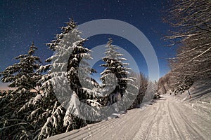 The majestic starry sky over the winter mountain landscape. Night scene. Wonderful tall fir trees with moonlight