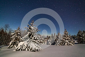 The majestic starry sky over the winter mountain landscape. Night scene. Wonderful tall fir trees with moonlight