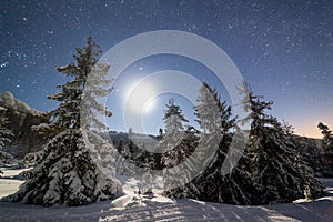 The majestic starry sky over the winter mountain landscape. Night scene. Wonderful tall fir trees with moonlight