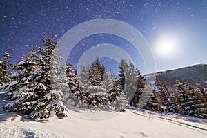 The majestic starry sky over the winter mountain landscape. Night scene. Wonderful tall fir trees with moonlight