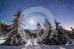 The majestic starry sky over the winter mountain landscape. Night scene. Wonderful tall fir trees with moonlight