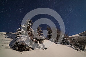 The majestic starry sky over the winter mountain landscape. Night scene. Wonderful tall fir trees with moonlight