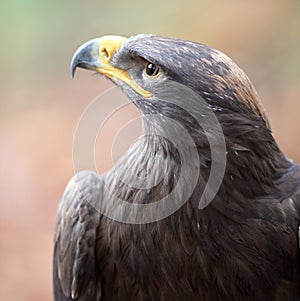 Majestic steppe eagle
