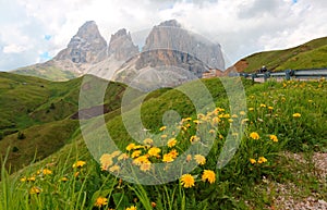 Majestic summer scenery of Pass Sella with wild flowers on green grassy meadows in the foothills