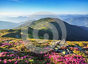 Majestic summer scenery. Rhododendron blooming on the high wild mountains. Concept of nature rebirth. Beautiful photo of mountain