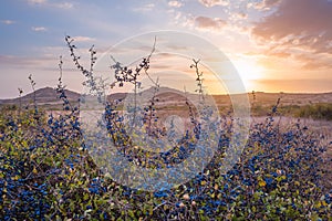 Majestic sunset with blackthorn berries