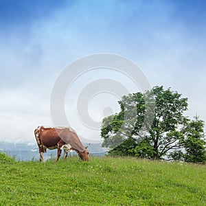 Majestic sunset in the mountains landscape. The cow is grazing in beautiful mountains, Carpathian mountains