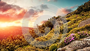 Majestic sunset in the mountains landscape. Spring landscape in mountains with Flower of a rhododendron and the morning sun