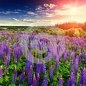 Majestic sunset over field of lupine flowers