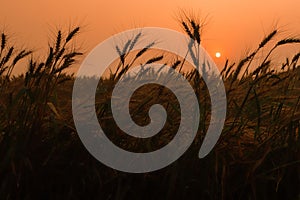 majestic sunset over a wheat field, wheat ears close up under sunshine at sunset. dramatic picturesque summer scene