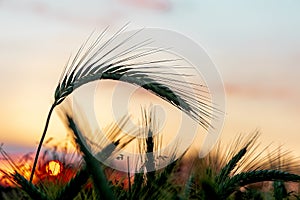 Majestic sunset over a wheat field, wheat ears close up under sunshine at sunset