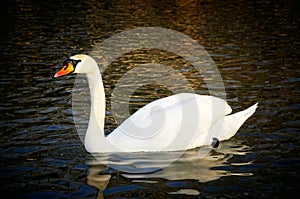 Majestic Swan