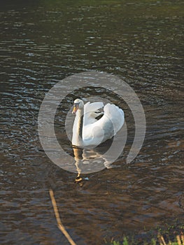 Majestic swan gracefully glides through its natural habitat, a serene lake