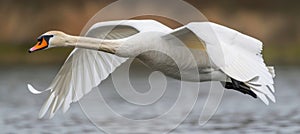 Majestic swan gracefully gliding on serene lake in a peaceful rural farm setting