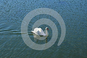 Majestic swan on lake waves surface. Ornithological photography