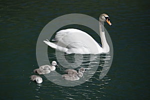 Majestic swan mother is swimming on dark green lake water photo