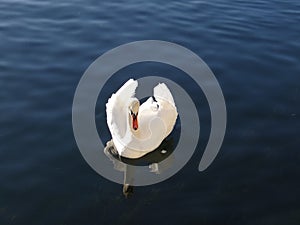 The majestic swan seems to adore in the reflections of the calm water of the lake