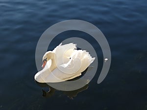 The majestic swan seems to adore in the reflections of the calm water of the lake