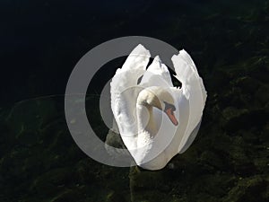 The majestic swan seems to adore in the reflections of the calm water of the lake