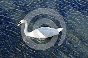 Majestic white swan on a lake