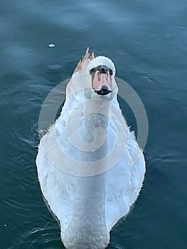 Majestic swan waiting for its evening meal