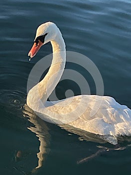 Majestic swan waiting for its evening meal