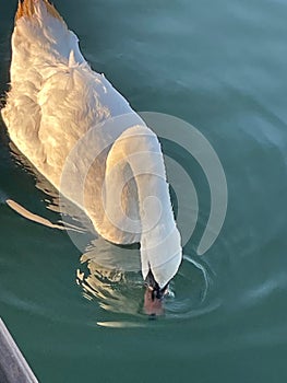 Majestic swan waiting for its evening meal