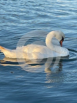 Majestic swan waiting for its evening meal