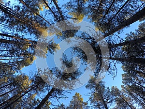 Majestic tall pine tree forest on blue autumn sky