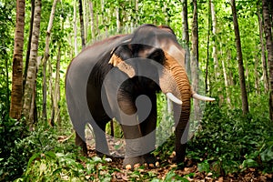 Majestic Thai elephant roams lush forest, symbol of wildlife conservation