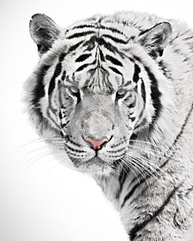 Majestic tiger