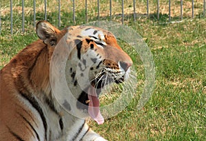 Majestic Tiger in Captivity Yawning Behind the Metal Bars at the Local Zoo, Expressing Restlessness and Captivity, Wildlife