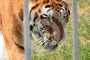 Majestic Tiger Gazing Through Iron Bars, Captivating Zoo Visitors with Strength, Grace, and Beauty as Suns Glow Illuminates