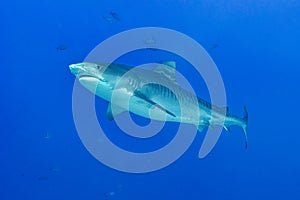 Majestic Tiger Shark Gliding Through the Blue Ocean