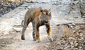 Majestic Tiger Walk In the Forest