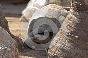 Majestic Tortoise: Emblem of Patience and Resilience at a sanctuary