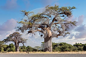 Majestic tree Baobab,, Namibia Africa