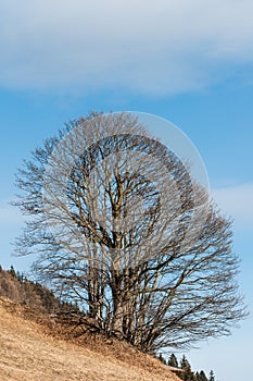 Majestic tree